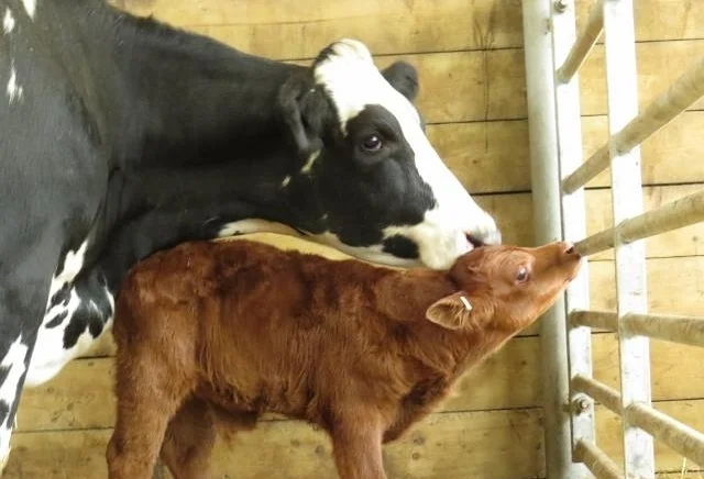 Ahimsa Milk And The Hare Krishna Australian Raw Milk Movement