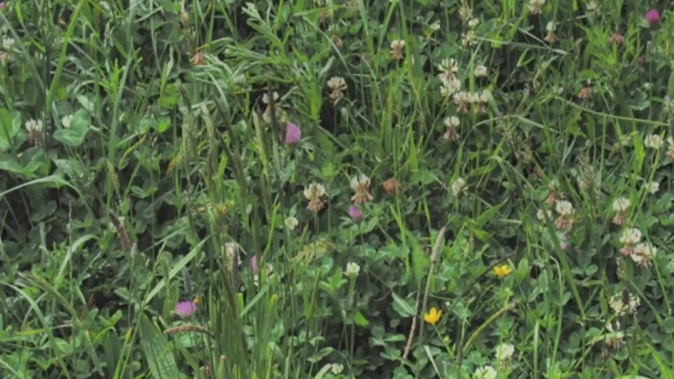 Pasture-fed