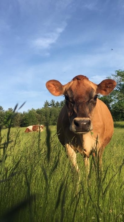 Image: a Jersey in the field