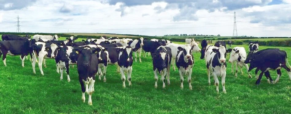 Home Farm Elwick.jpg