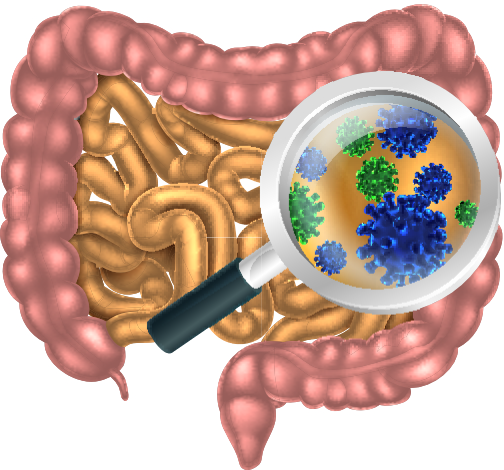 AdobeStock_95614915 gut microbes.jpg