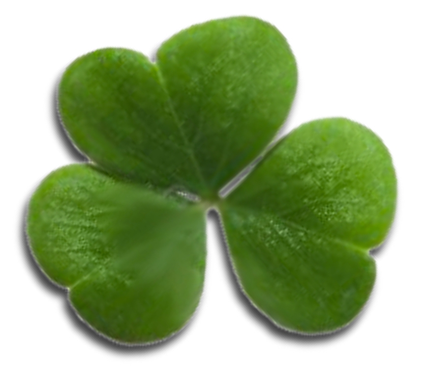 clover 2.jpg