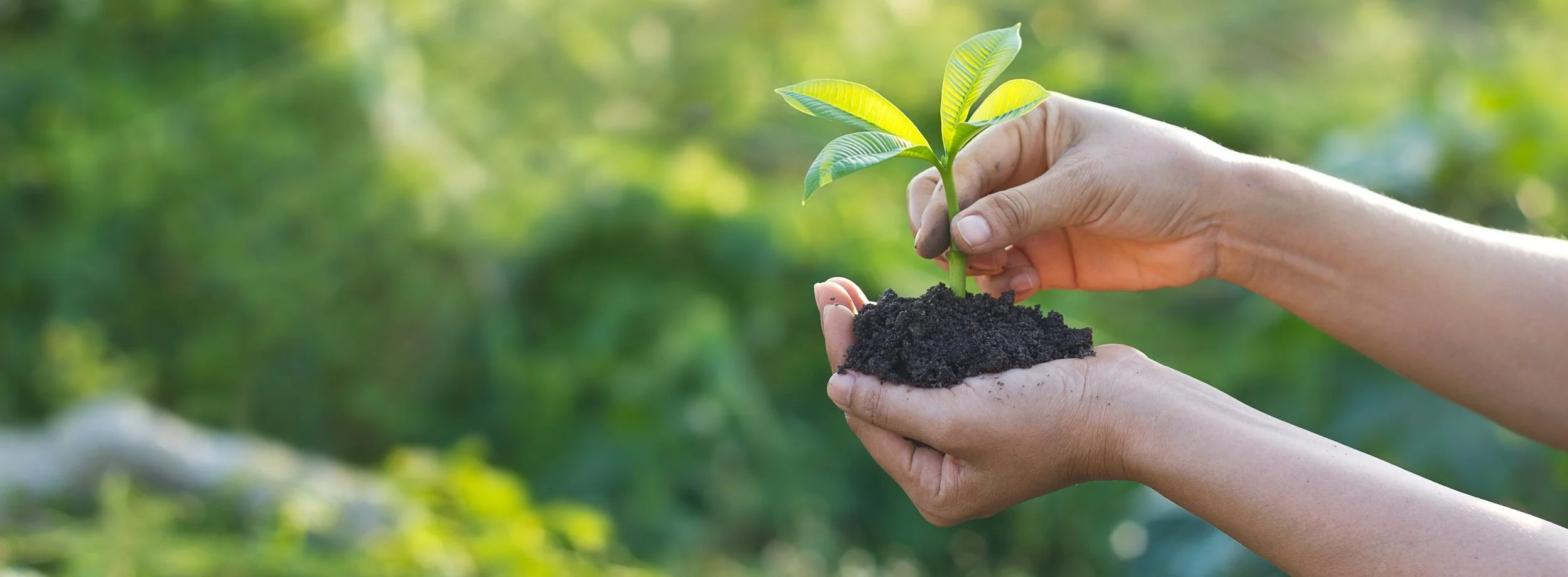 AdobeStock_112715506 soil and plant.jpg
