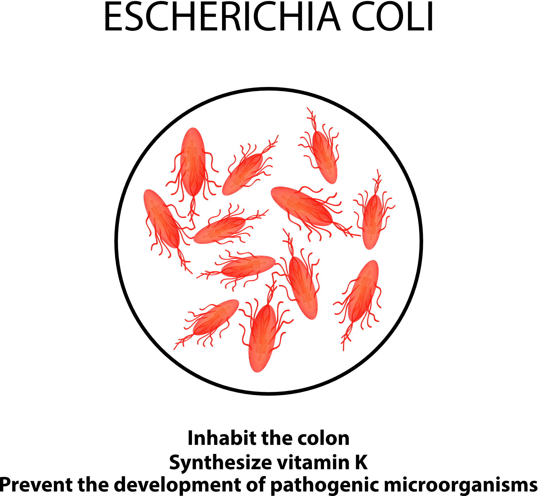 AdobeStock_144818406 ecoli 2.jpg