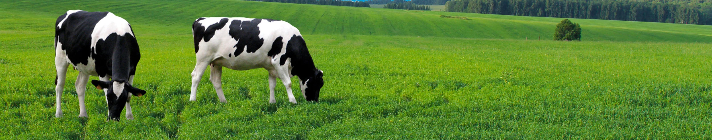 AdobeStock_113134805 cows on pasture copy.jpg