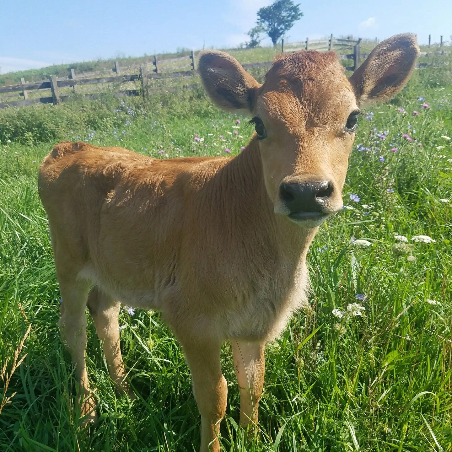 Creambrook Farm.jpg