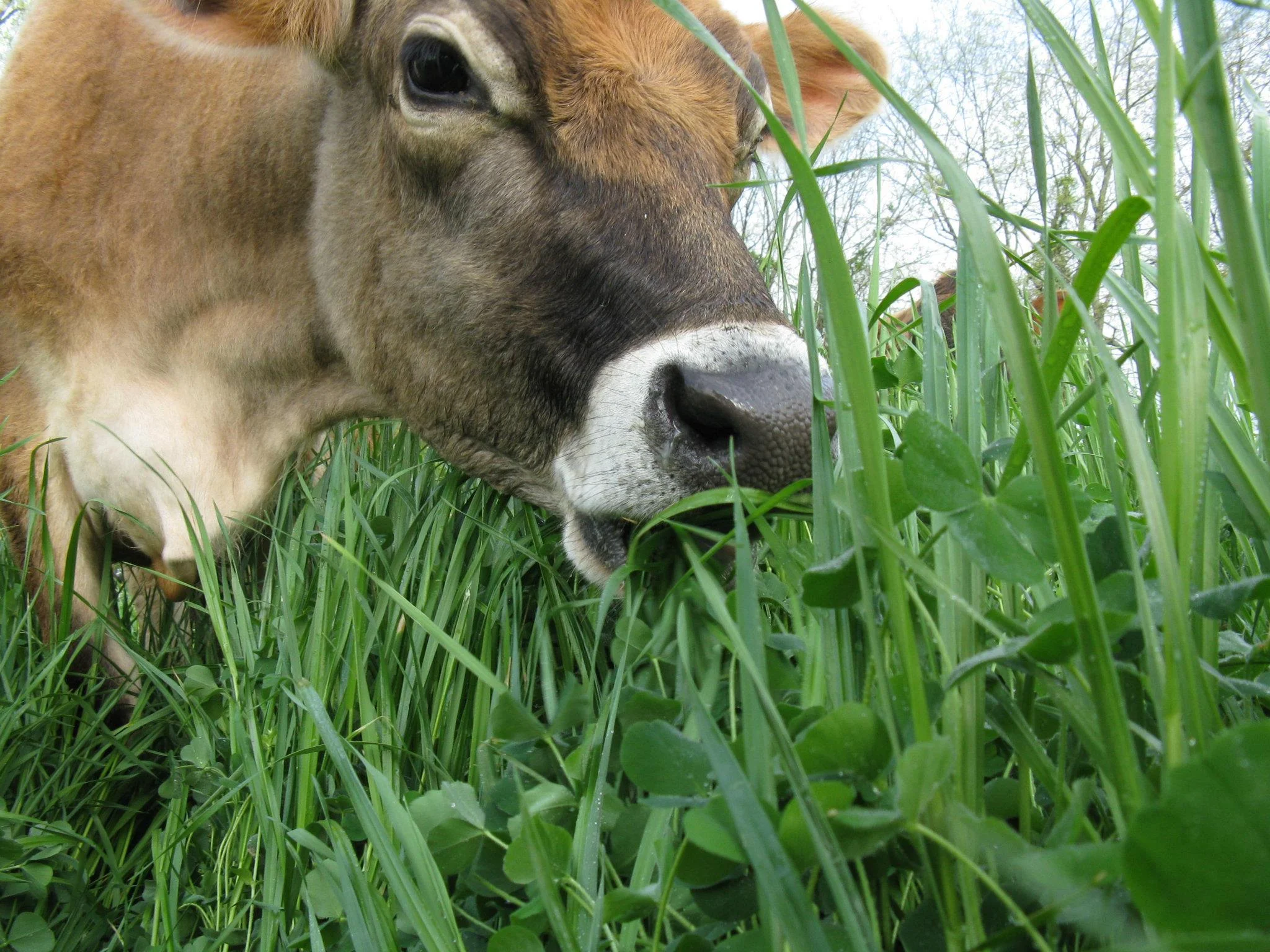 Averys Branch Farm 1.jpg
