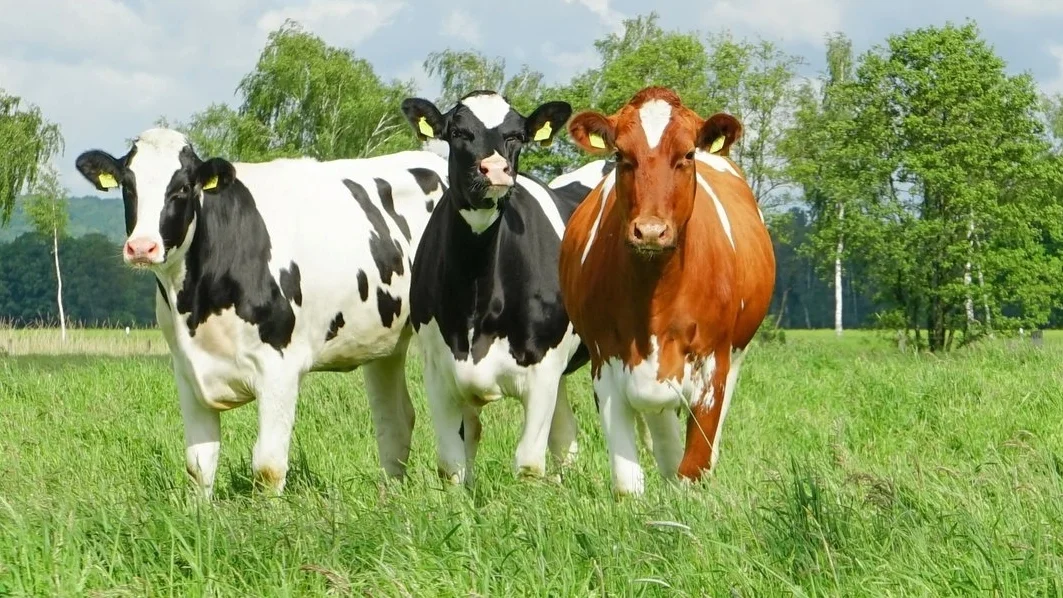 B.C. Fresh Milk Project