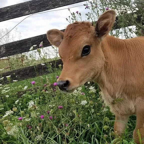 Creambrook farm calf.jpg
