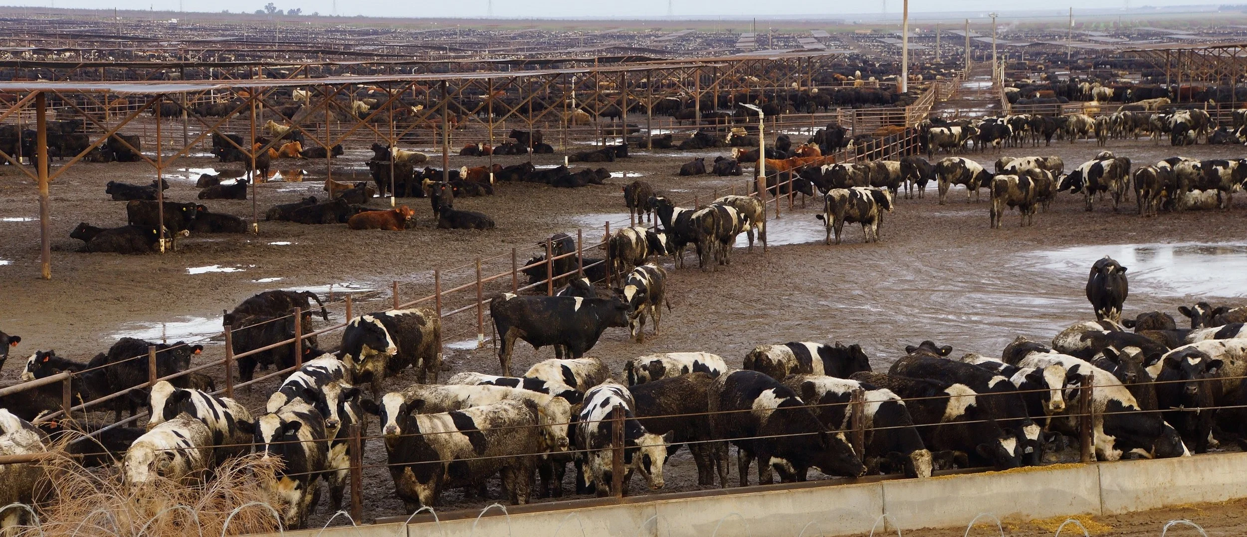 Intense Animal Agriculture and Antibiotic use Dairy cows in a feedlot operation. Australia doesn't have many of them, but they do exist, and may not look exactly like this. The feed can consist of large amounts of grains which may have been sprayed with agrochemicals. These may damage the rumen (the terrain inside the cow) because the active ingredients may act like an antibiotic killing off the gut microbes. The cow's gut is a fermentation vat powered by microbes. When these are killed it leads to sickness inside the animal. Without gut bacteria mammals become ill and malnourished. They become mineral deficient, mentally depressed, and pathogenic bacteria overgrow. These harmful microbes shed in the faeces, ending up in manure lagoons, rivers and waterways ( example ). This milk has to be pasteurised (sterilised) because it is not safe to consume. Pathogen outbreaks are created by unsustainable farming operations that create diseased animals. These animals have become a vehicle for breeding and spreading disease. Why do global governance allow this sort of thing? Click to enlarge image.