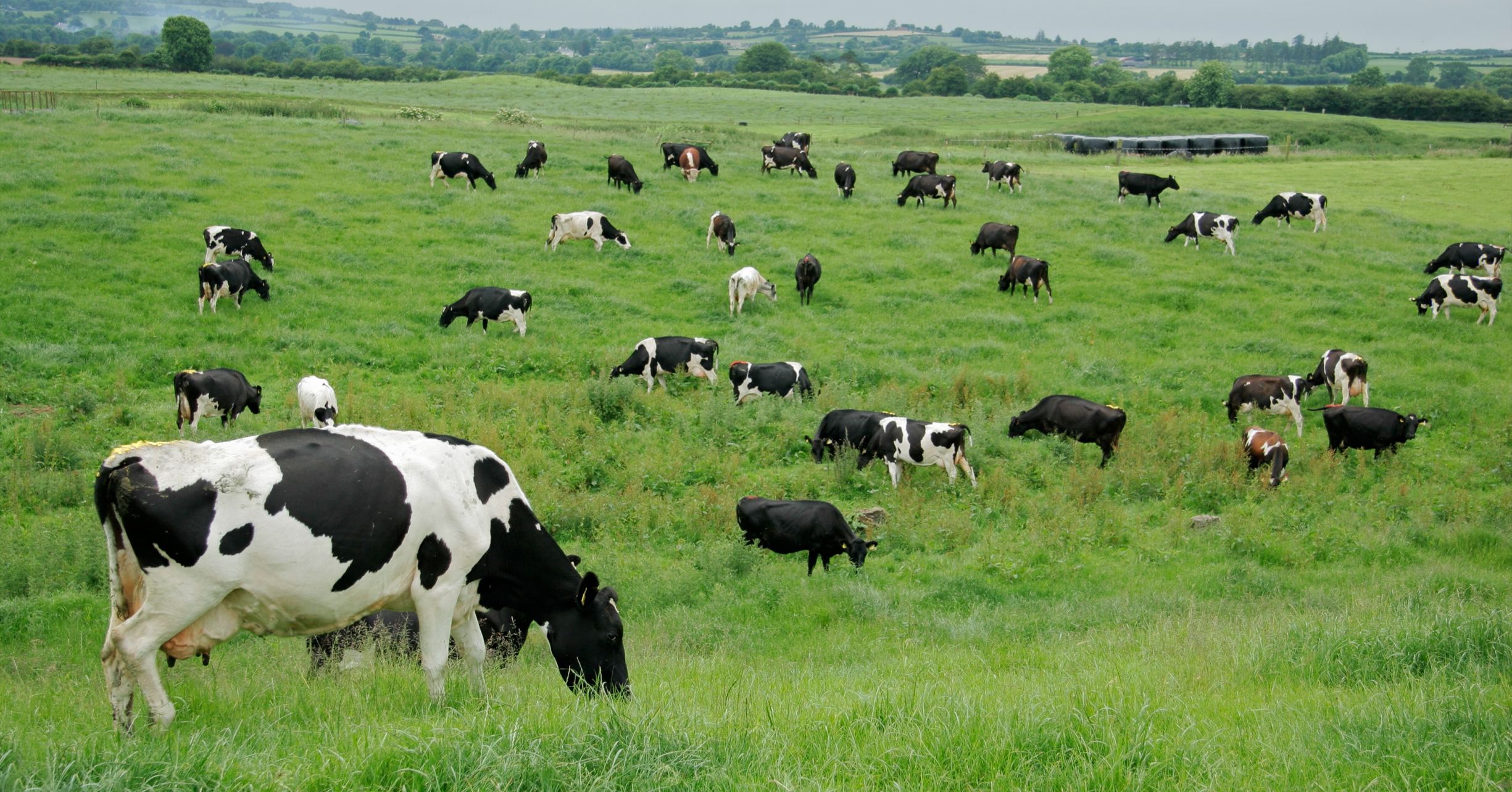 Image: dairy cows freely roaming green pastures. This bucolic scene contains some of the elements for happy, healthy, contented cows and clean raw drinking milk.