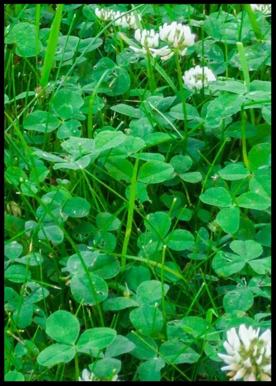 AdobeStock_116878654 white clover copy.jpg