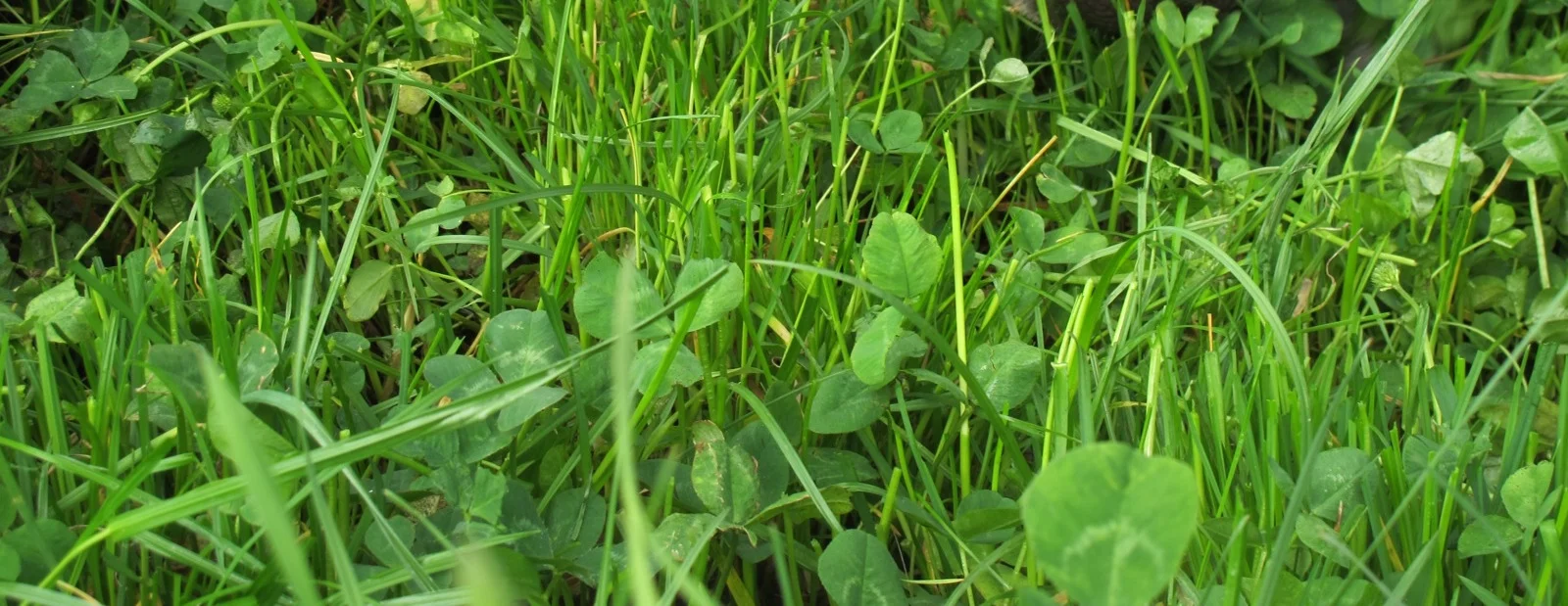 cows-12_0 copy 2.JPG