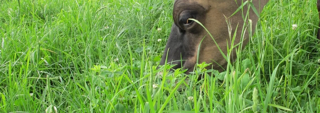 cows-13_0 for website copy.JPG