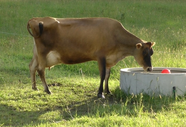 Water management.jpeg