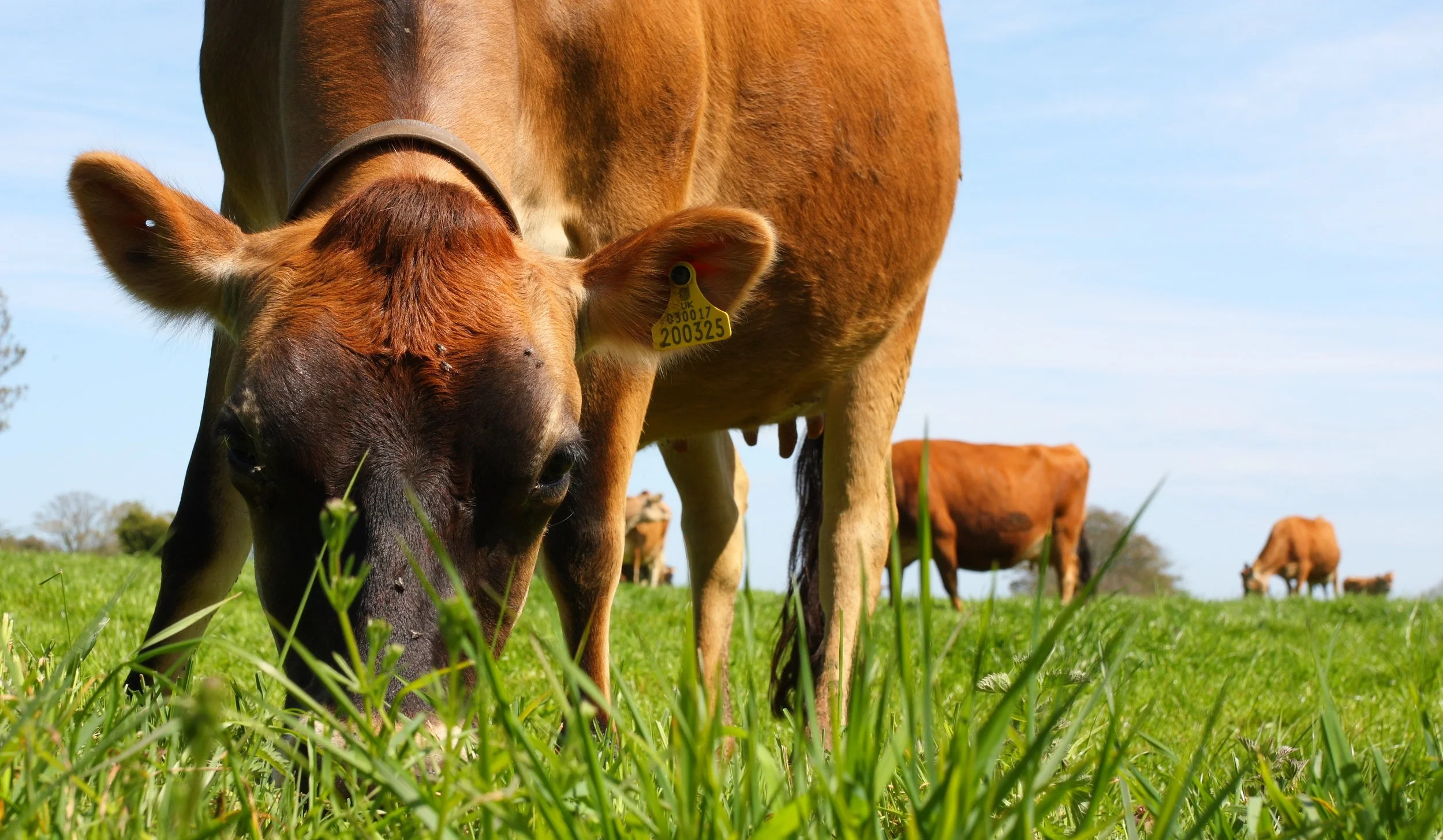 Image: healthy, grass-fed cows enjoying sunshine on open, fertile pastures.
