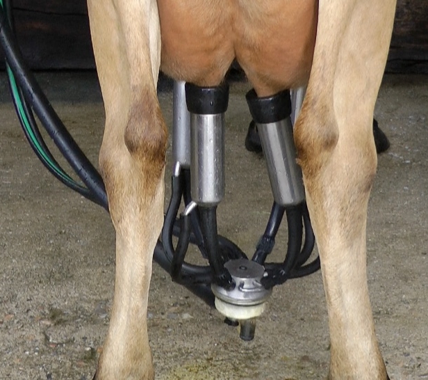 Udder Health 2.jpeg