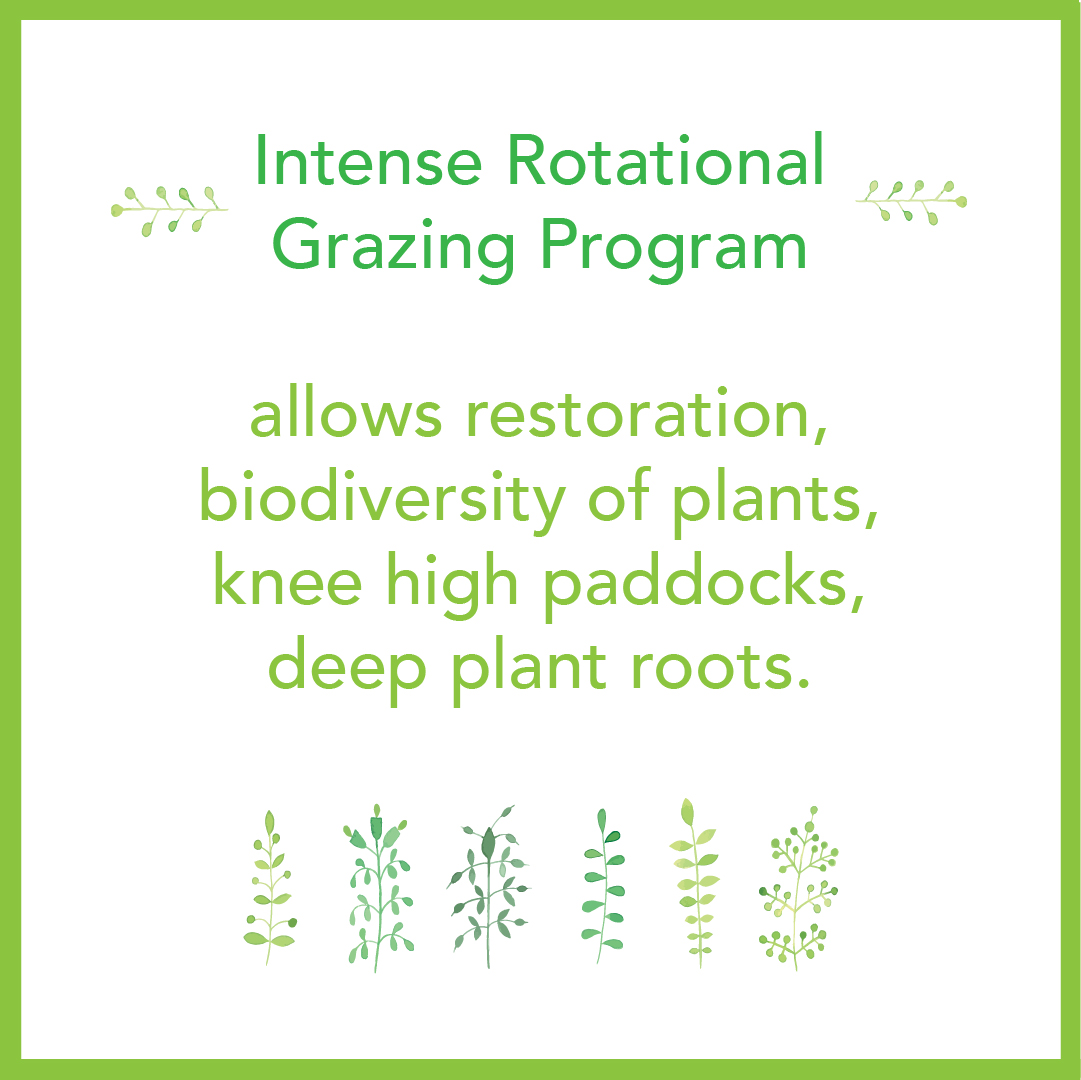 Intense Rotational Grazing Program 2.jpg