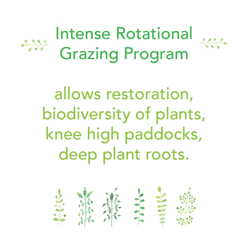 Intense Rotational Grazing Program 2.jpg