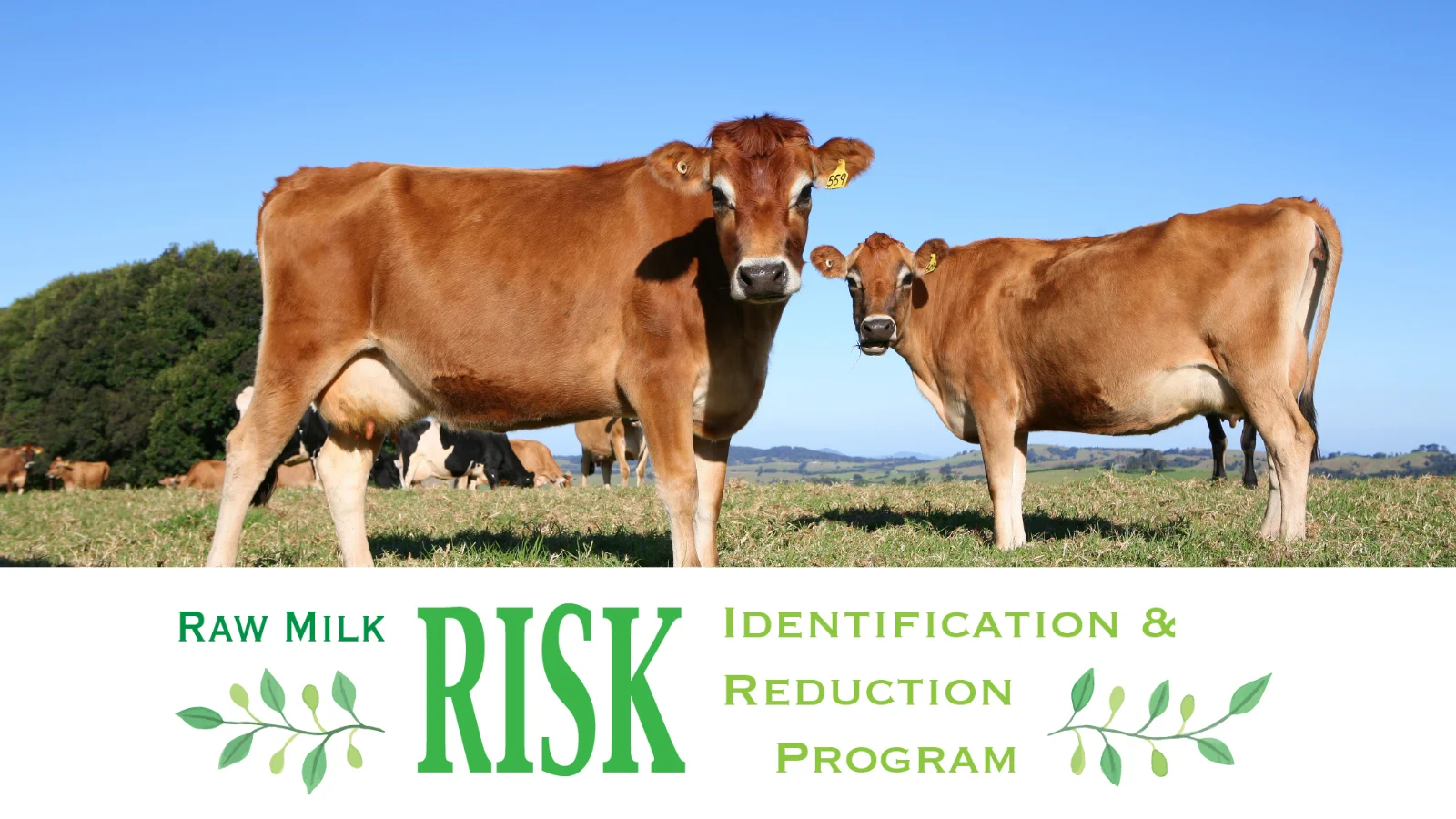 Experience has taught the raw milk movement...