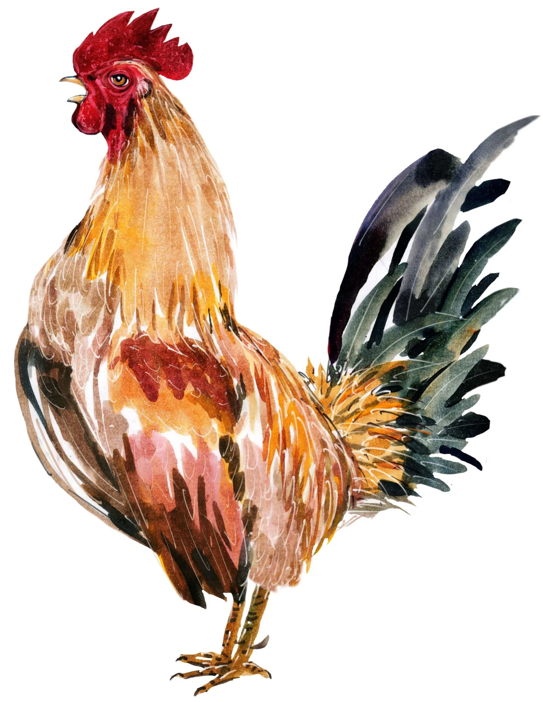 AdobeStock_124599824 chicken.jpg