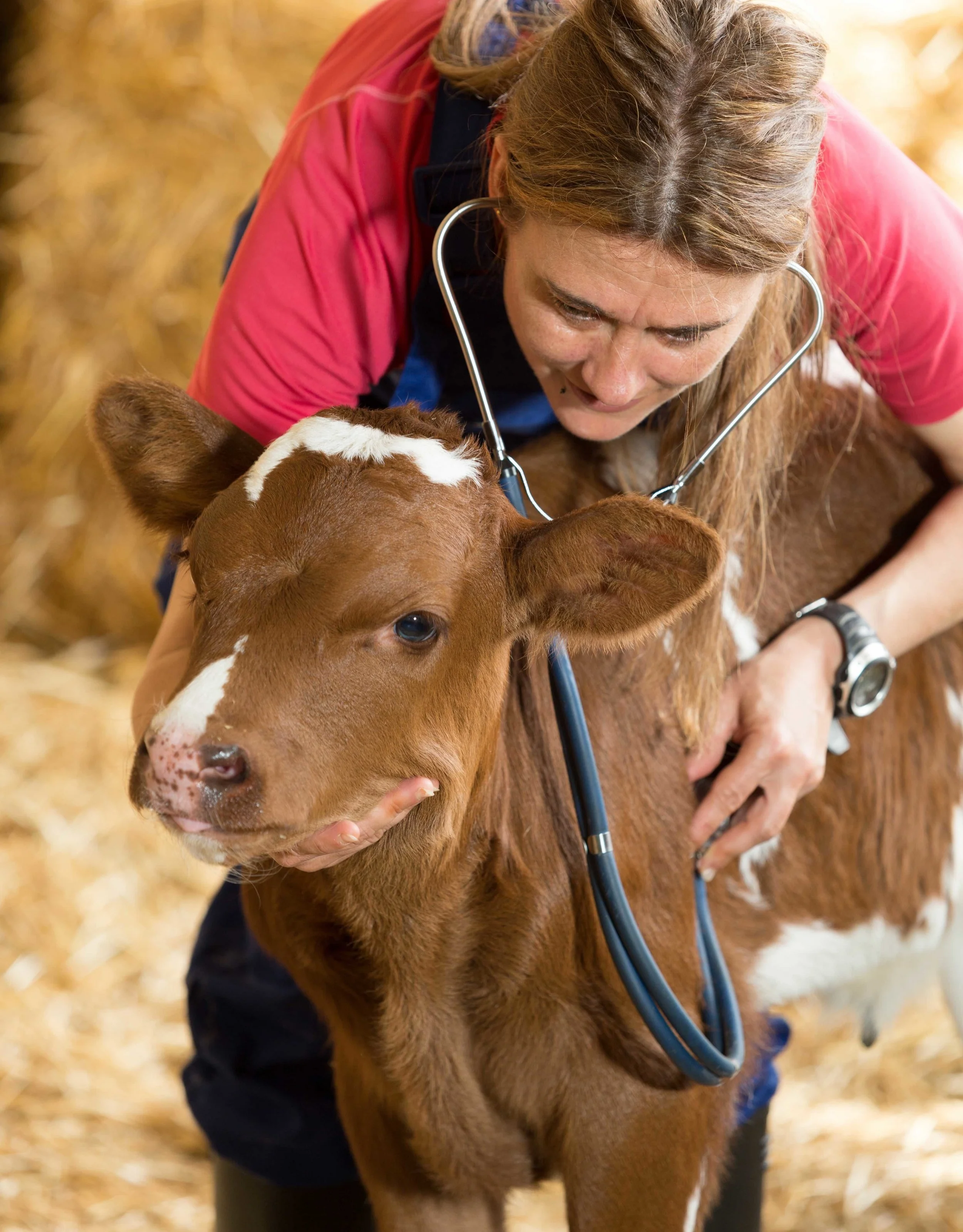AdobeStock_83156091 calf with veterinarian.jpg