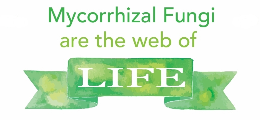 Mycorrhizal fungi .jpg