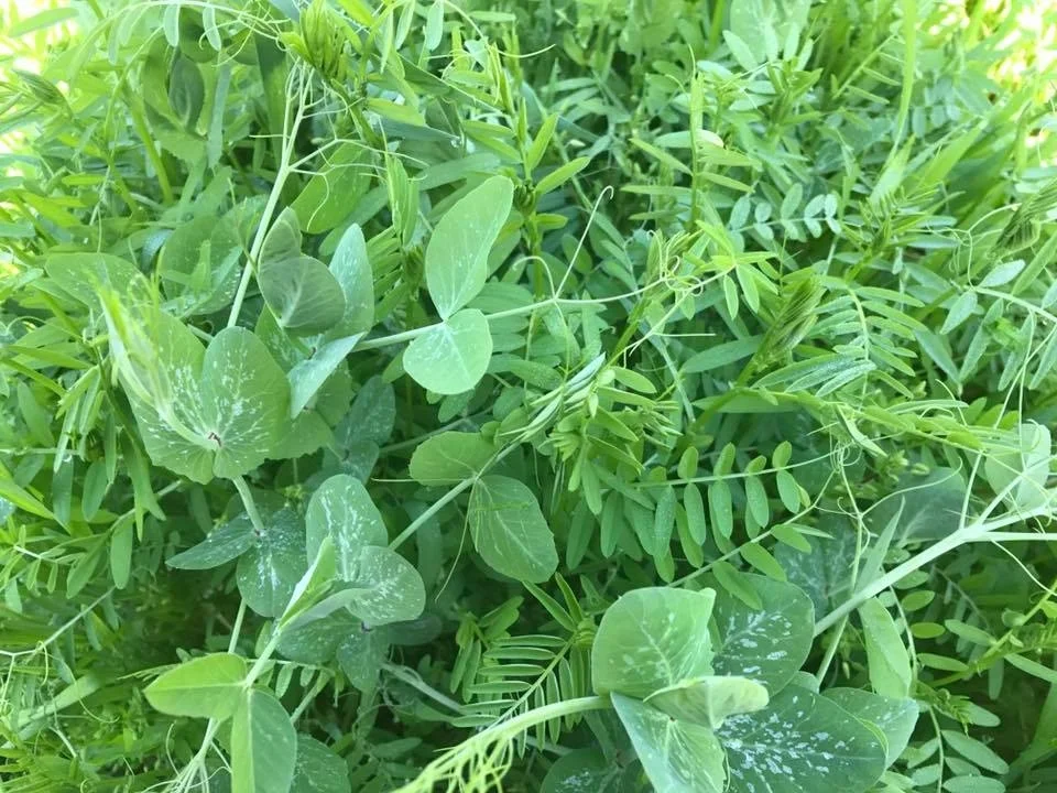 Image: a cover crop of hairy vetch, peas and winter wheat, click to enlarge