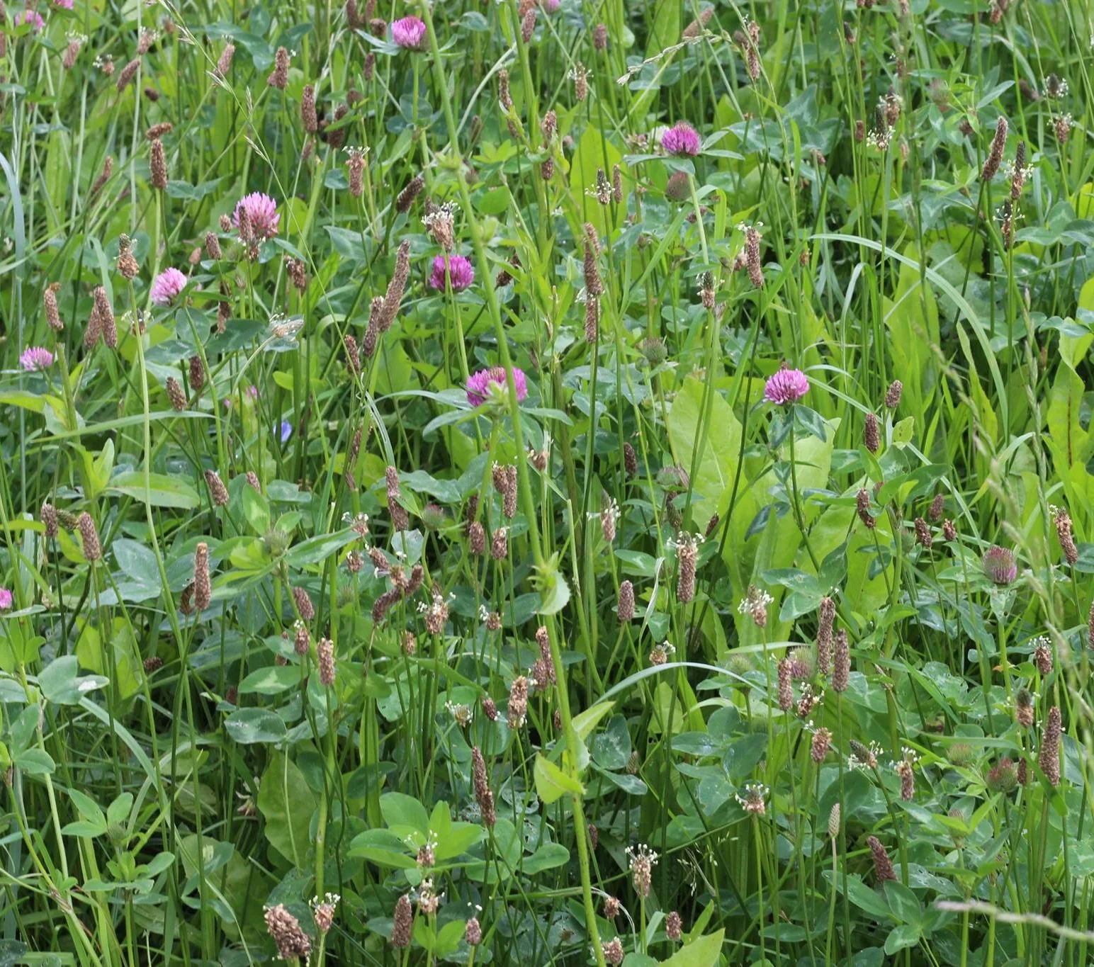 Image: herbal pasture at Smiling Tree Farm, click to enlarge image.