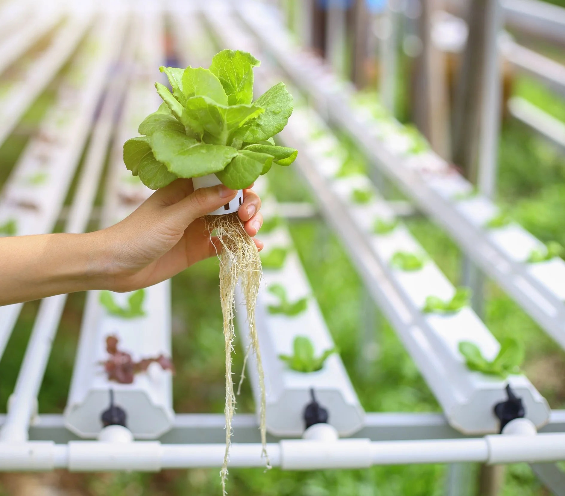 Image: a hydroponically-grown lettuce (source stock).