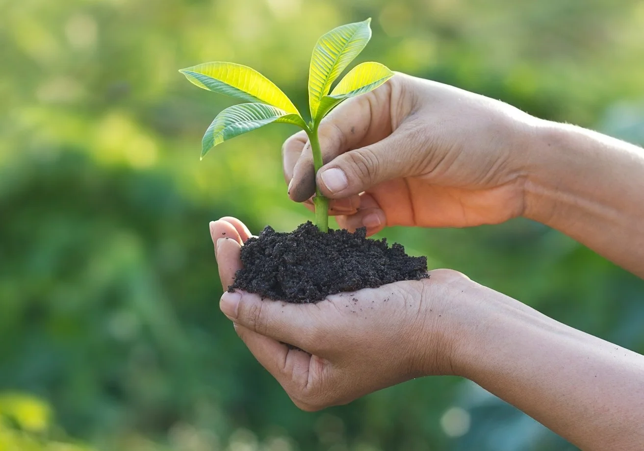 AdobeStock_112715506 soil and plant.jpg