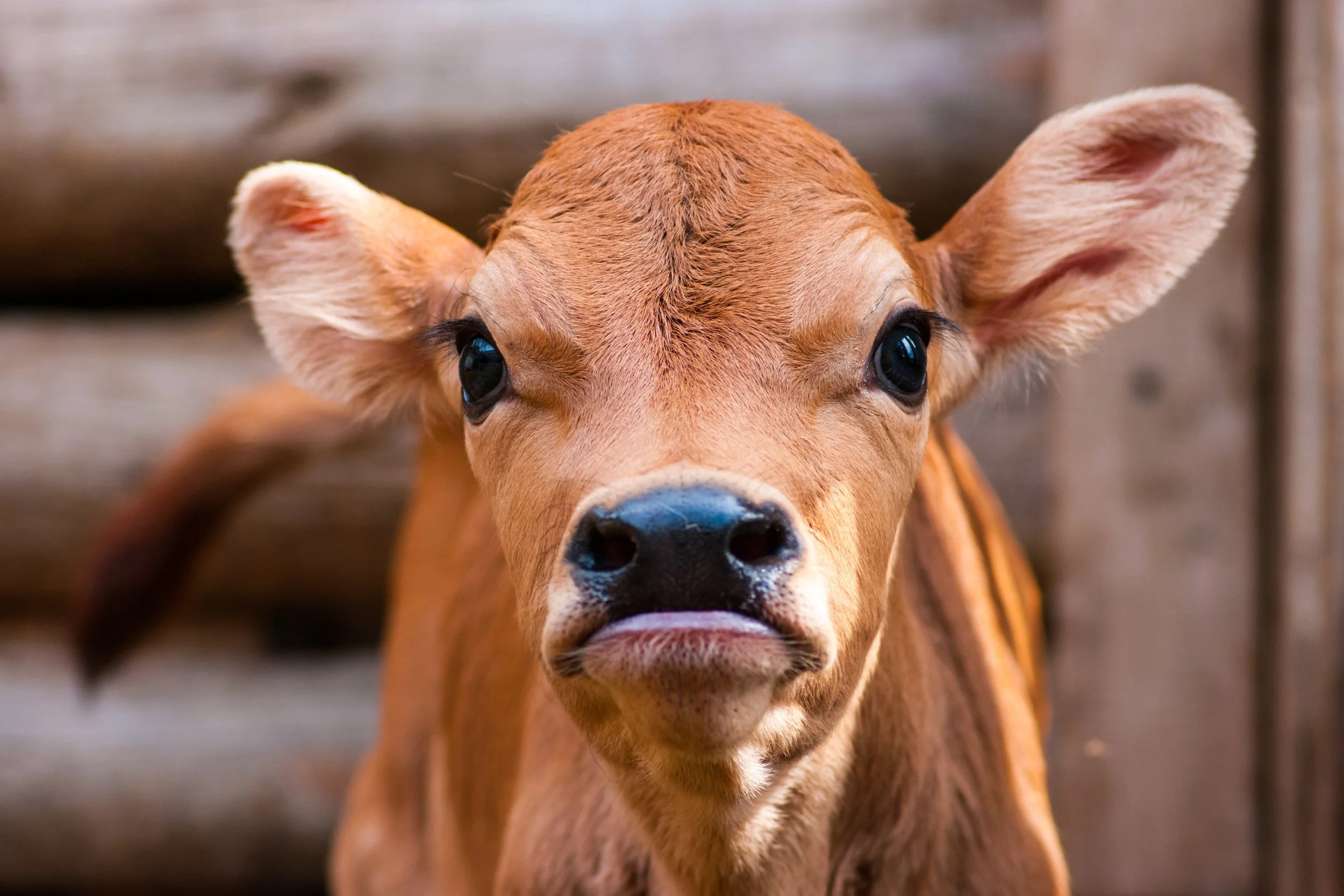 jersey calf.jpg