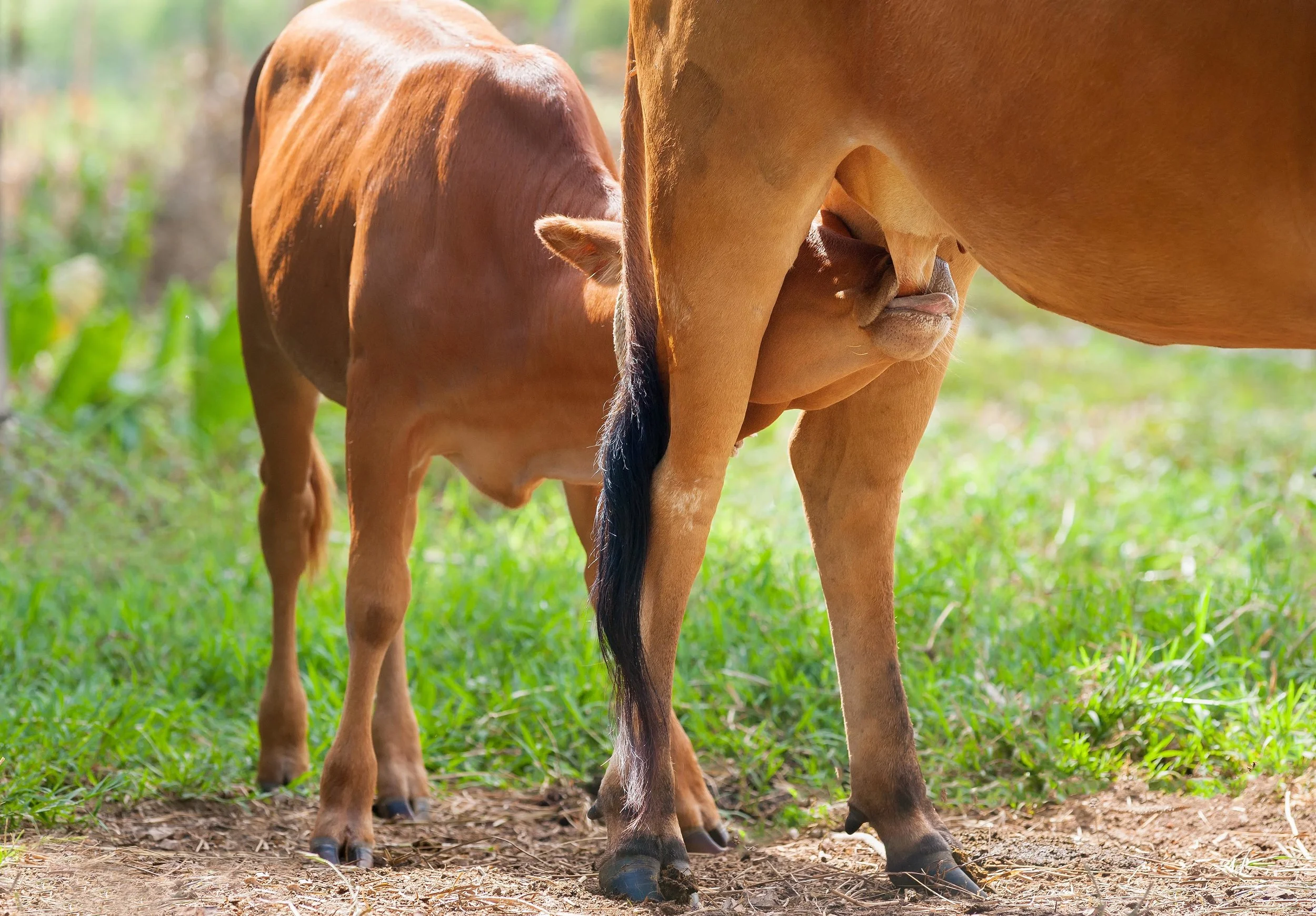 AdobeStock_122607317 jersey calf suckling.jpg