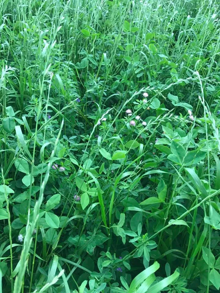 Image: a high diversity species cover crop, click to enlarge.