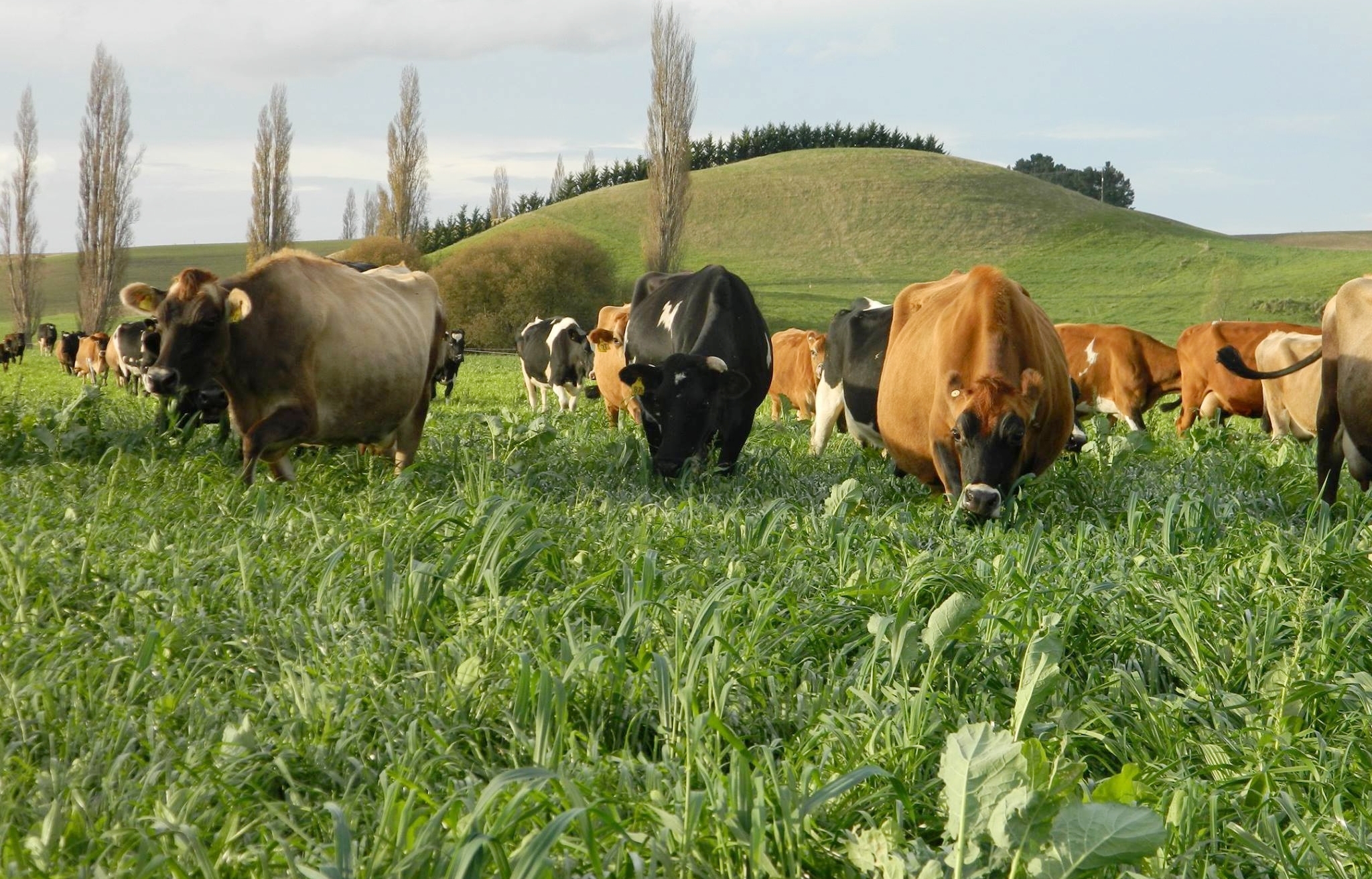 Image: the cover crops for grazing on a raw dairy farm in New Zealand, click to enlarge.