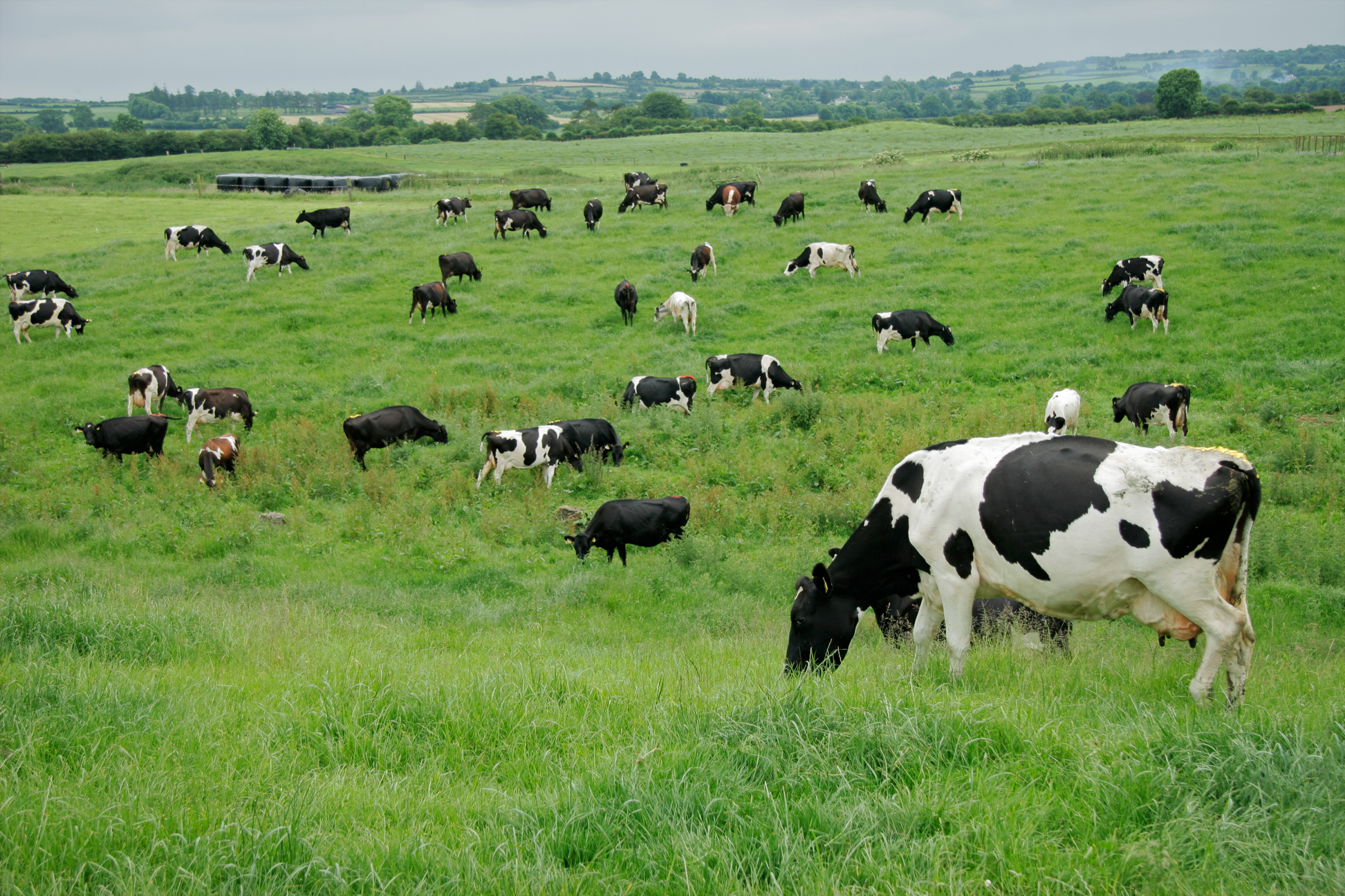 Image : Healthy, chemical-free pasture-based terrains are often home to a large ratio of beneficial soil microbes.
