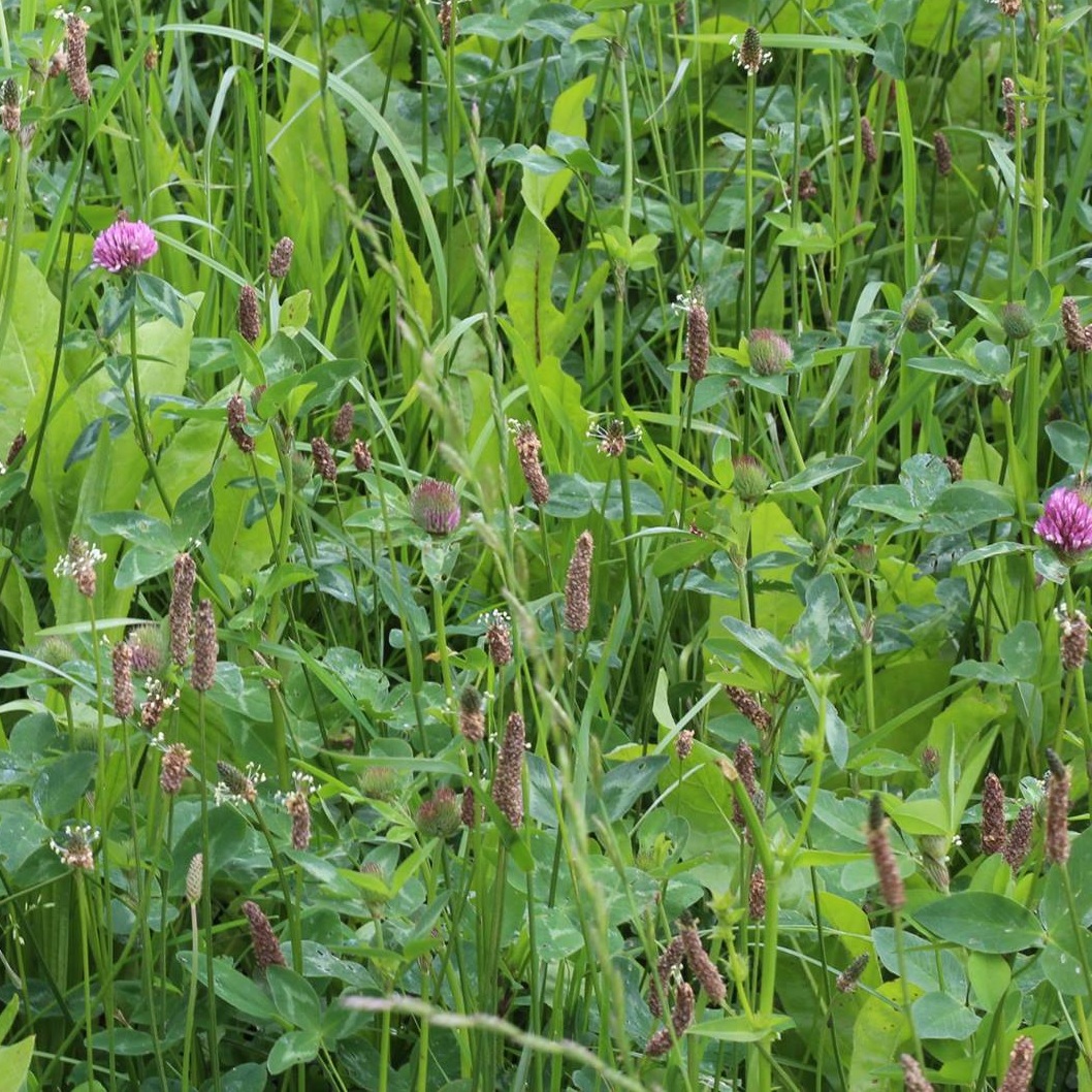 Image: Diverse species cover crops for grazing sown into a permanent pasture is another quick and easy way to grow mycelial networks and increase resilience, more here . Click to enlarge.