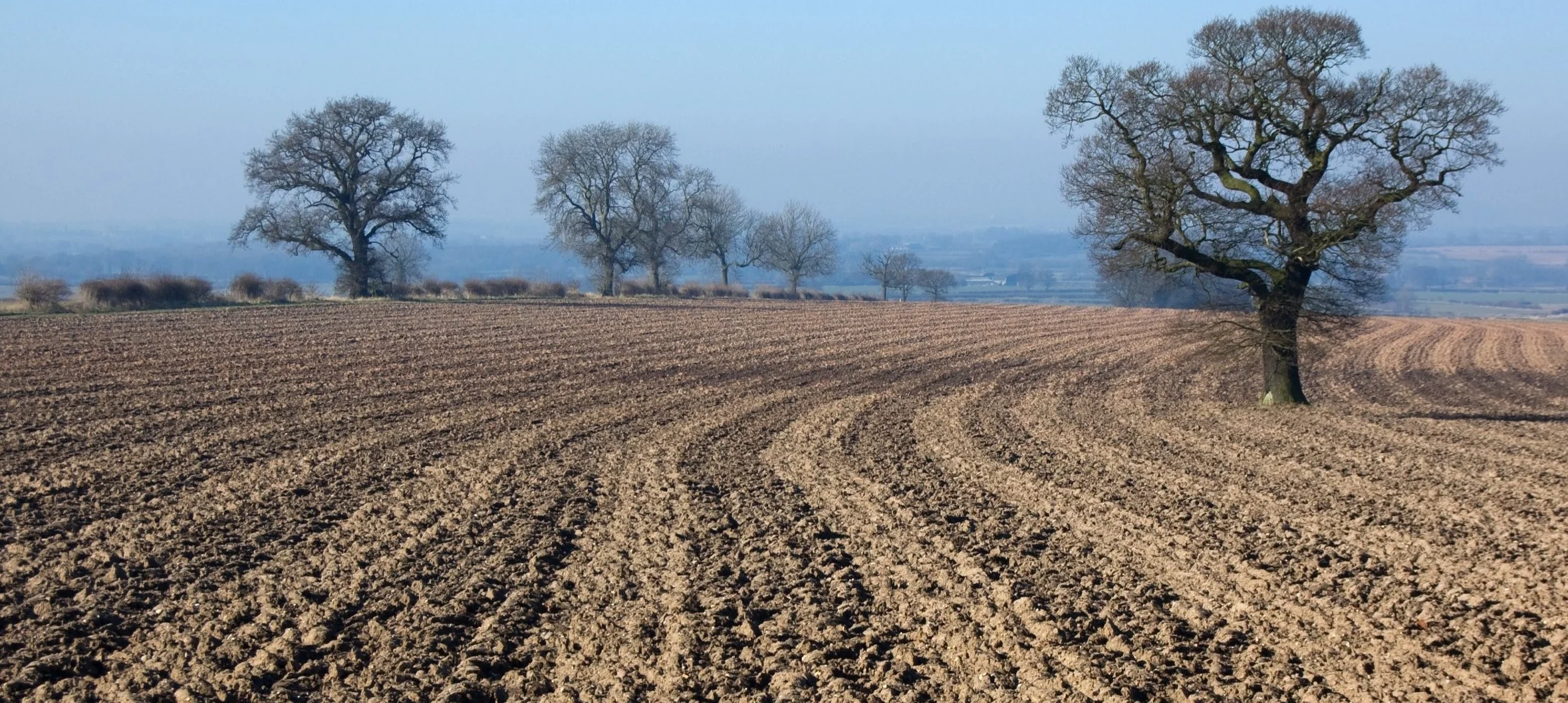 Image: Tilled farmland. If sufficient rain doesn’t fall, some farm land can look like this for a few years in a row. Science show soil microbiology, and thus soil fertility, suffers tremendously as the surface is ravaged by heat and other elements. Mycelial networks of mycorrhizal fungi cannot flourish in this soil. This is mismanagement of a precious resource. This is how dustbowls come into being. Cover crops and no-till are some of the ways this cropping farm land can be regenerated.