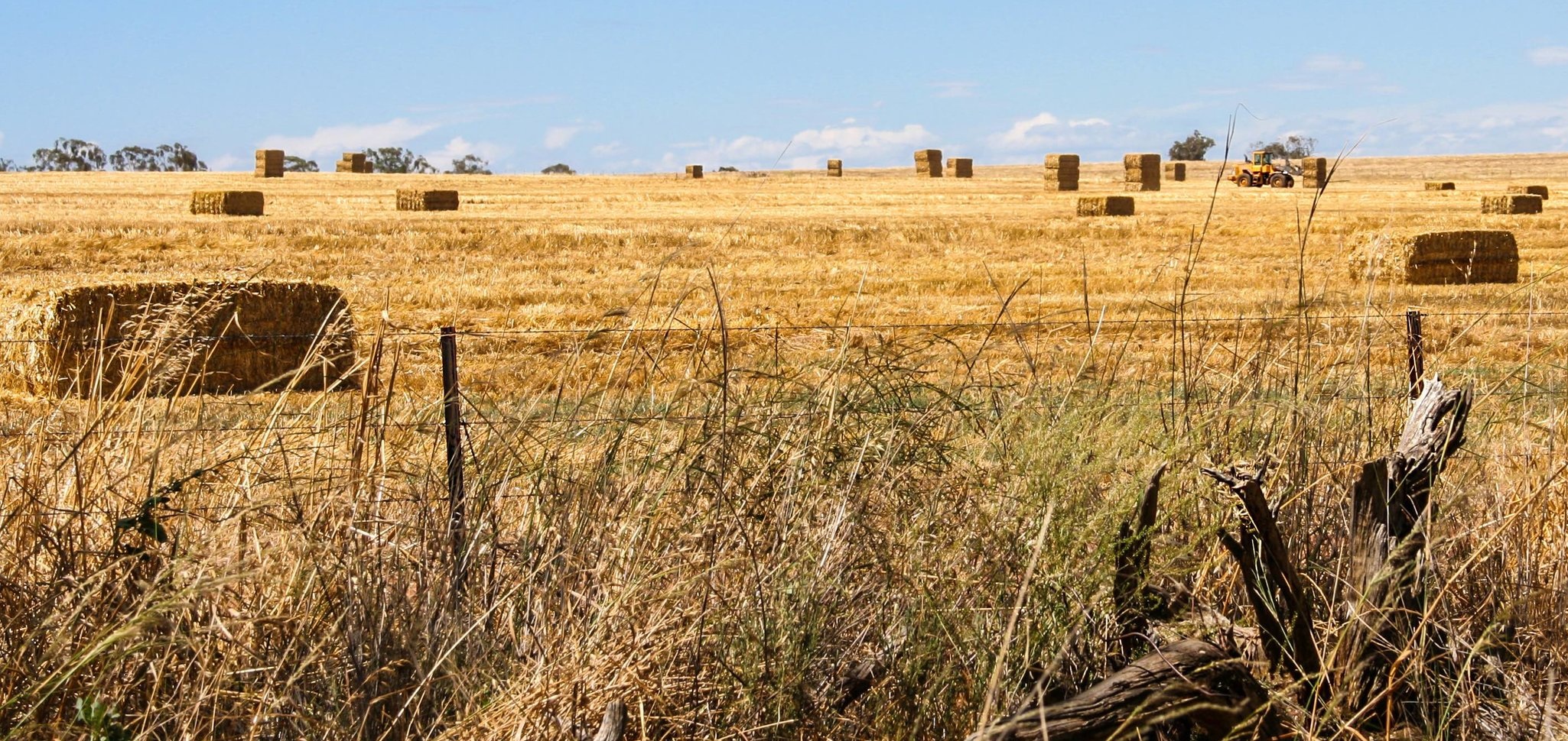Image: Making hay bales in NSW. This is another practice that exposes the soil surface to the sanitising heat of the rays of the sun, diminishing soil microbiology year after year. Some regenerative farmers like Gabe Brown now recognise this as a harmful practice. Damage to soil health can be mitigated by keeping some pastures exclusive for grazing and hay making, and others as green growing, grazing pastures only. Farmers need to start doing their own little experiments so they can get visual proof that what they are doing works.