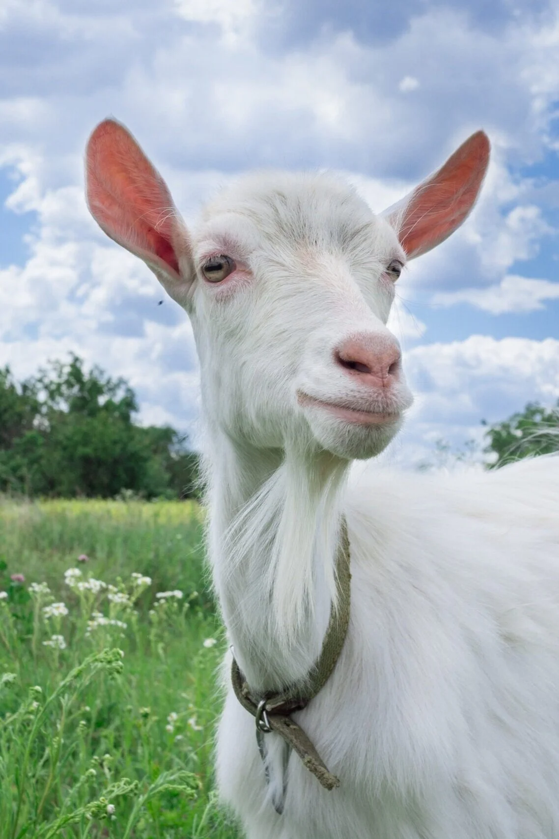 Raw Goats Milk in Australia — Australian Raw Milk Movement