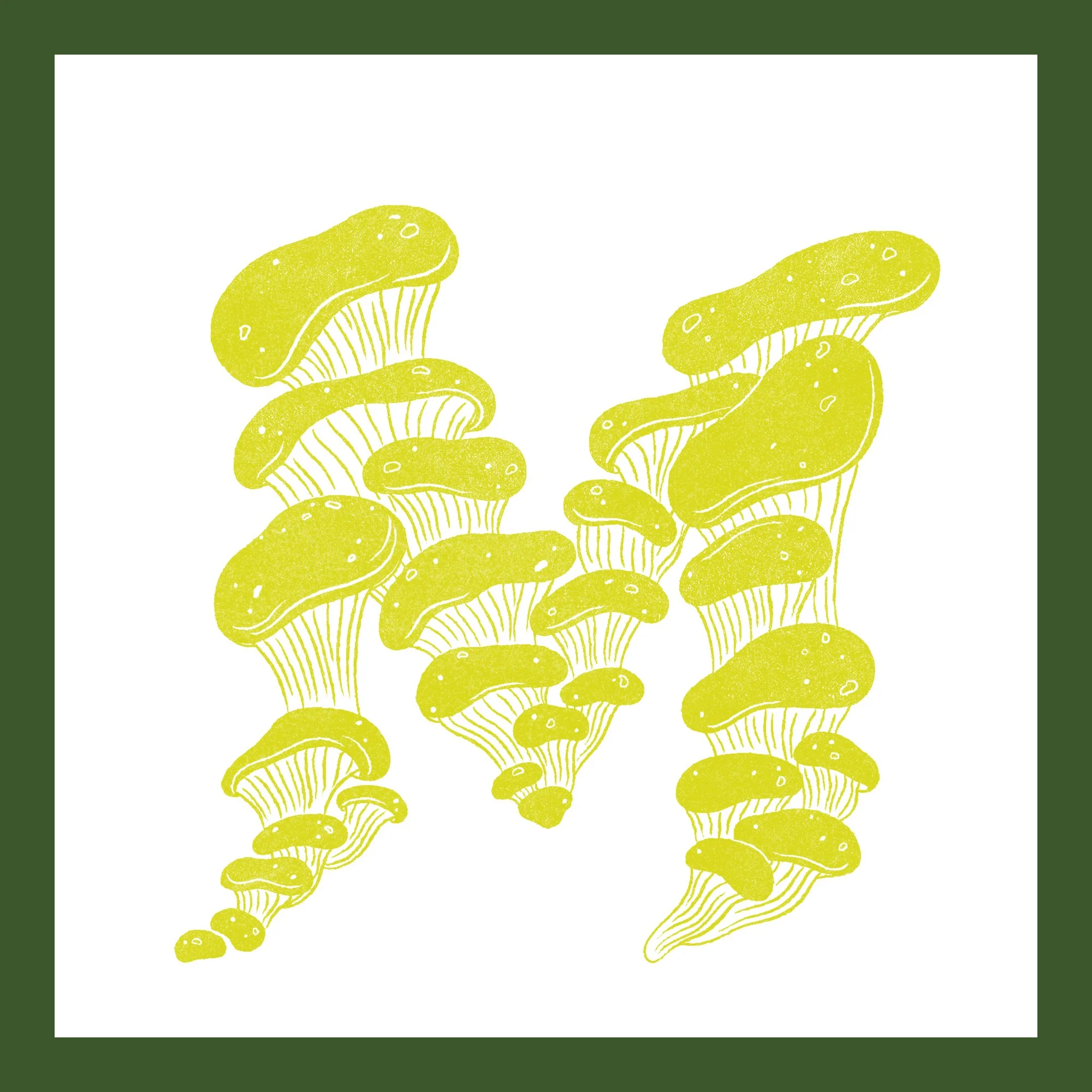 M aitake Mushrooms
