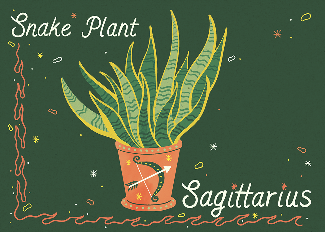 Sagittarius_SnakePlant.png