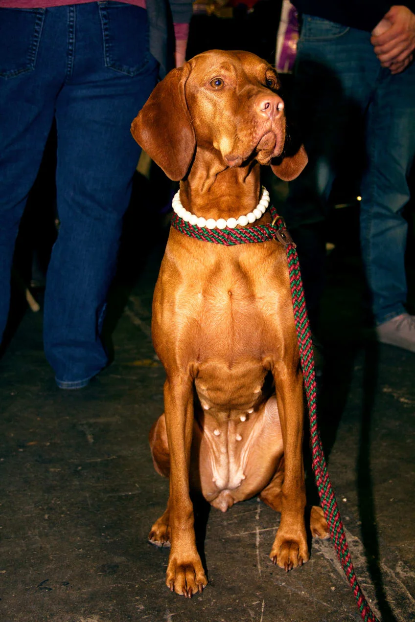 180213-brockway-westminster-dog-show-backstage-9_gsx19x.jpeg