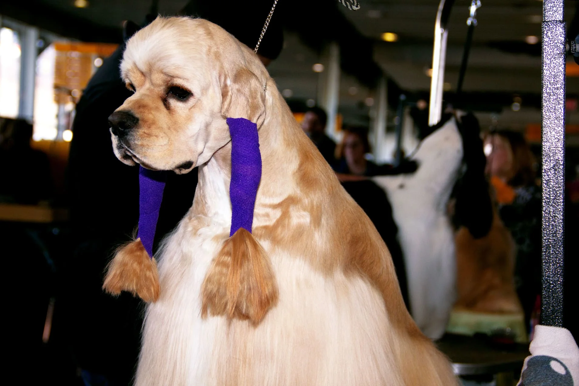 180213-brockway-westminster-dog-show-backstage-13_veemvj.jpeg