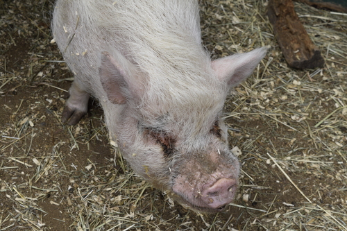 pig.jpeg