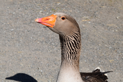 goose.jpeg