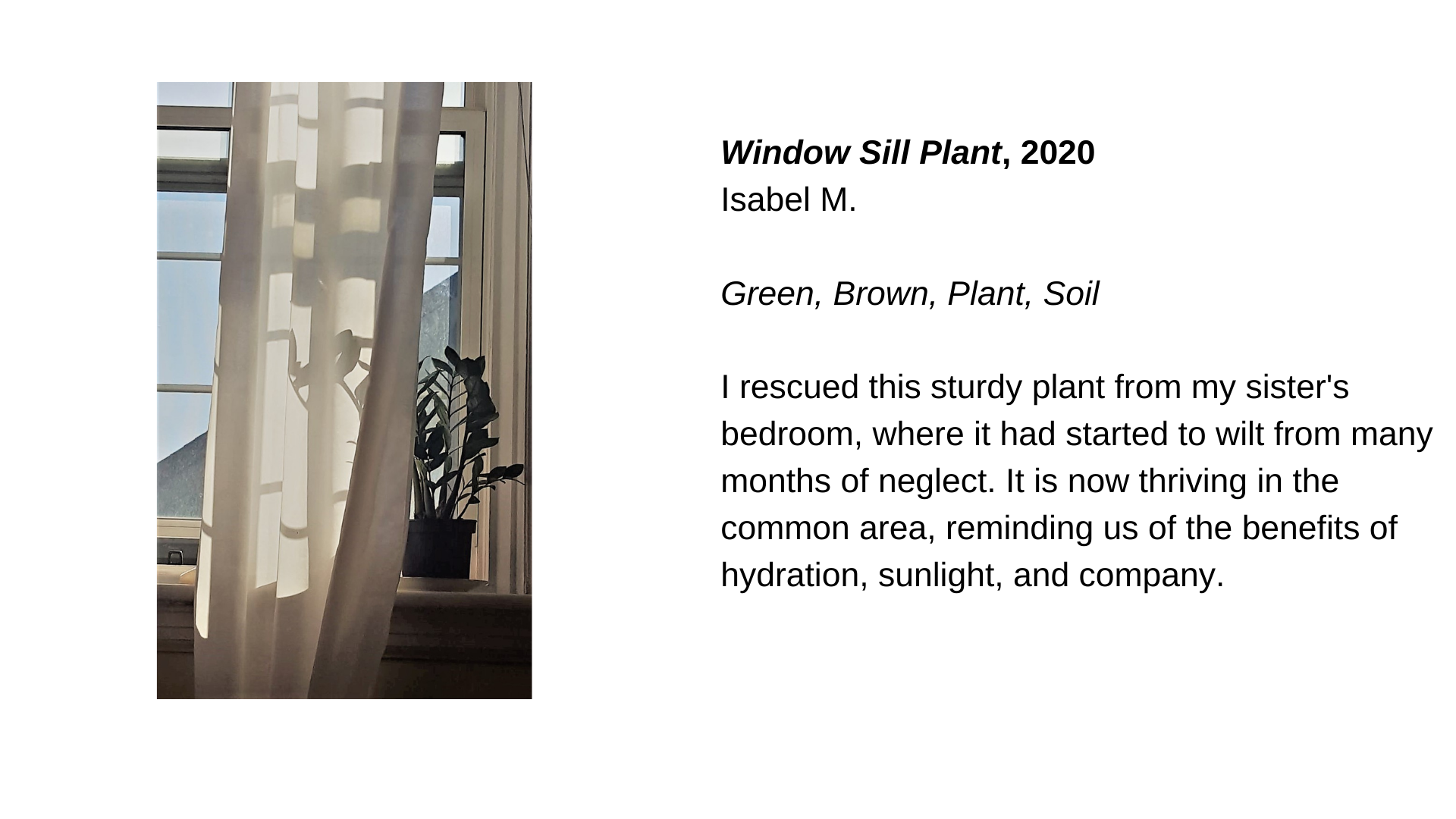  A potted plant on a windowsill next to a white curtain. Next to this image is the text, “Window Sill Plant, 2020 - Isabel M. Green, Brown, Plant, Soil. I rescued this sturdy plant from my sister's bedroom, where it had started to wilt from many mont