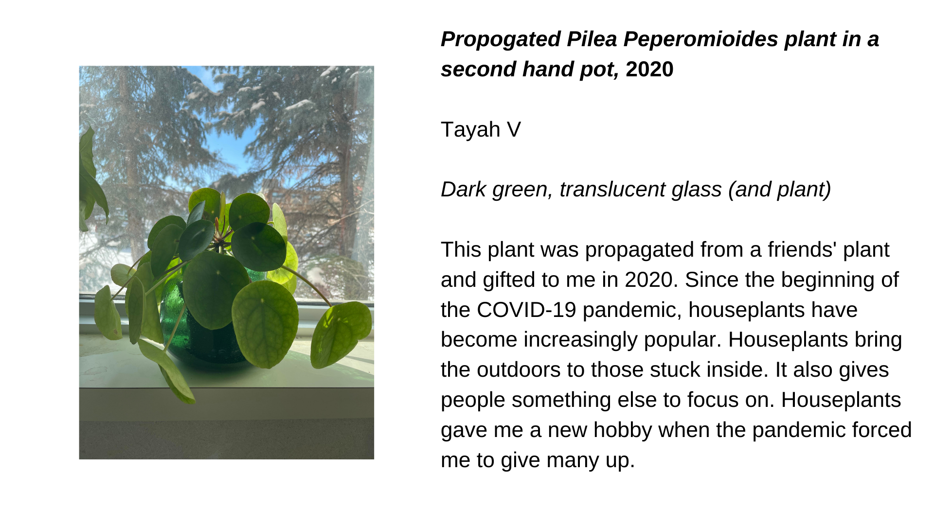  A plant with round, green leaves. Next to this image is the text, “Propogated Pilea Peperomioides plant in a second hand pot, 2020 - Tayah V. Dark green, translucent glass (and plant). This plant was propagated from a friends' plant and gifted to me