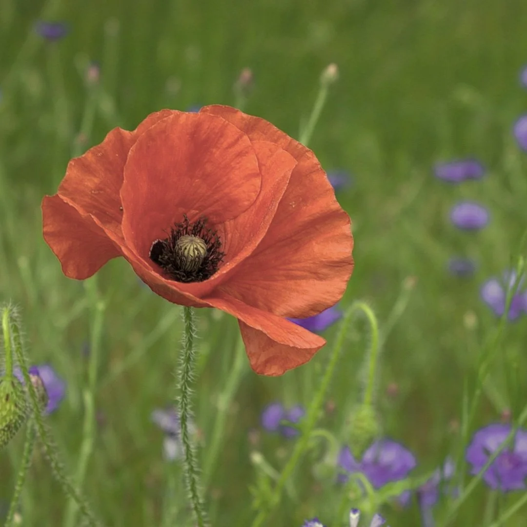 Remembrance Day Closure