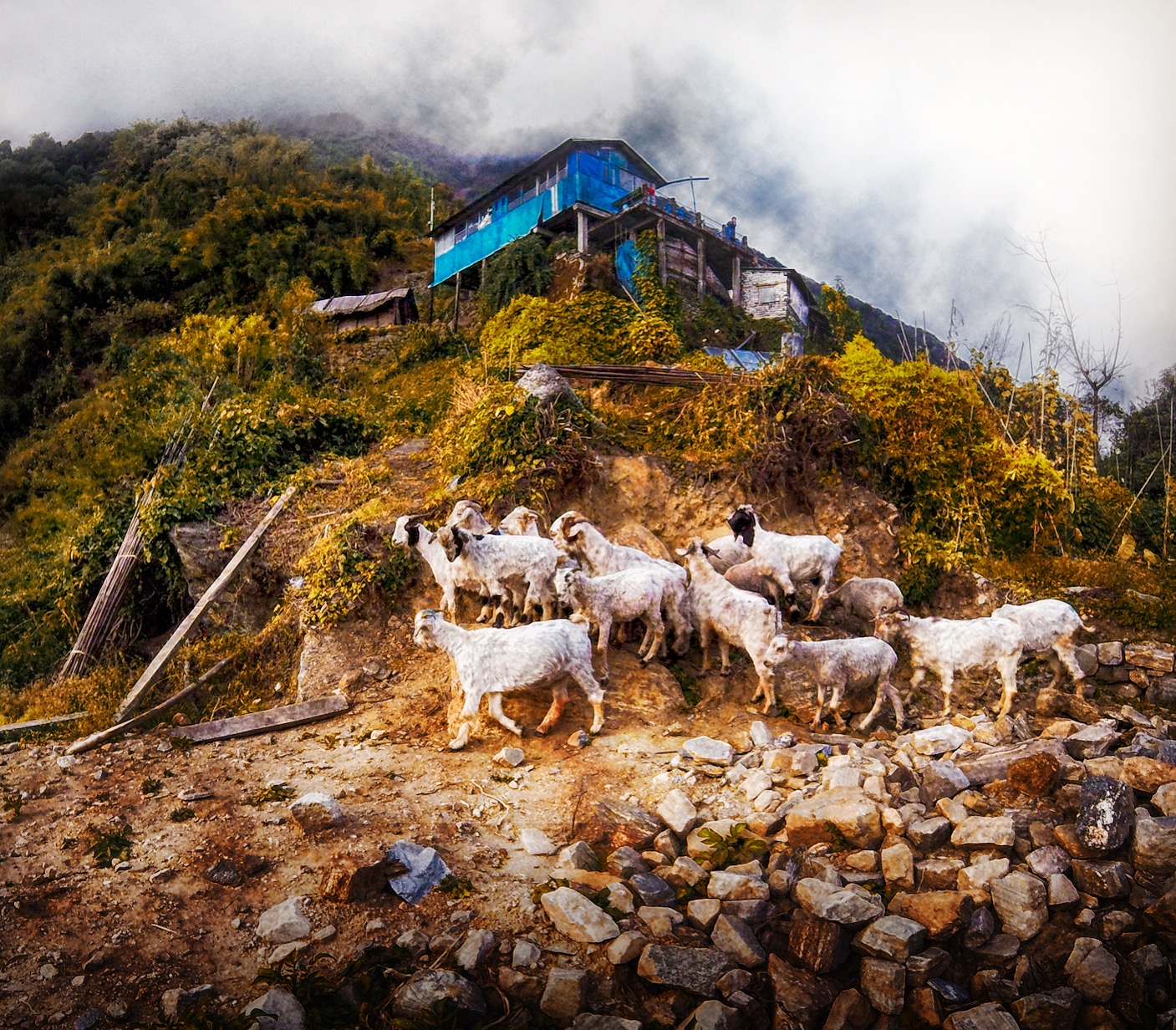 Nov 10.4, 2016 It’s all fun and games until a herd of goats nearly tramples your gear. From the top of the hill the landowner began throwing sticks and stones at them as they infringed on her garden. Jenna quickly became goatherd, hustling them back down the hill. Add to methods section: Check for goats before beginning experiment.